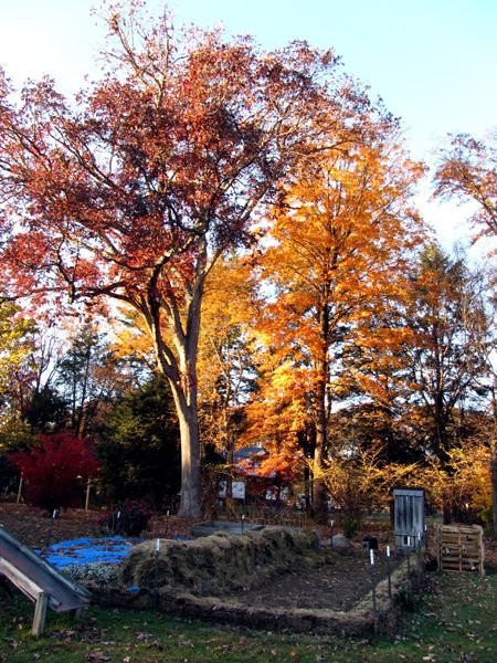 White oak and trees crop Oct 2024.jpg