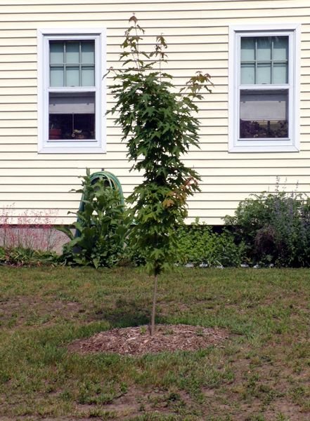 Little trees - 12. Sugar maple crop June 2023.jpg