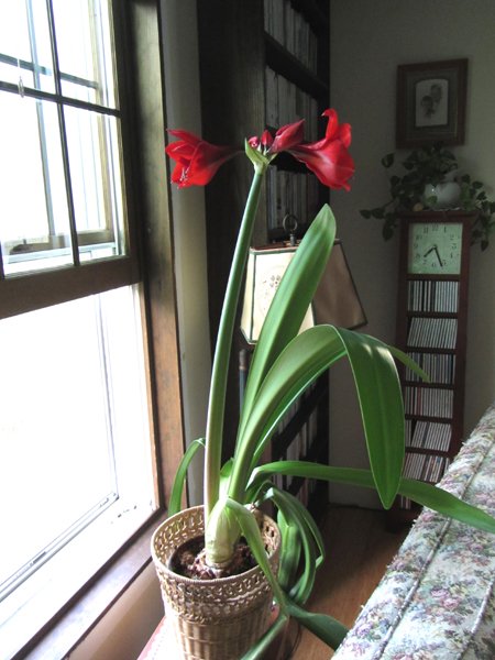 Amaryllis flowering again2 crop August 2024.jpg