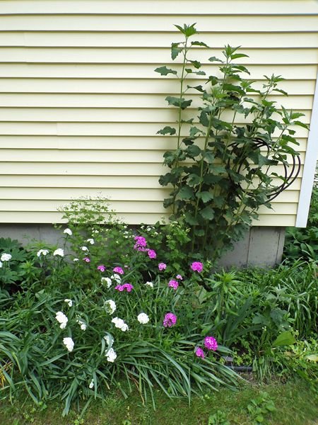 Old North - Sweet William, feverfew, marshmallow crop June 2022.jpg