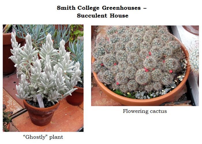 Smith greenhouses - succulent house collage text crop Jan 2025.jpg