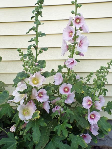 New South - 2 hollyhocks crop June 2021.jpg