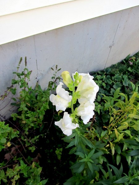 West - white snapdragon crop Oct 2024.jpg