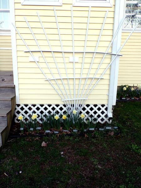 Back porch - daffodils crop April 2024.jpg