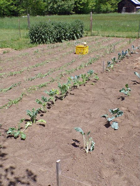 Big garden  planted, ready to water crop May 2020.jpg