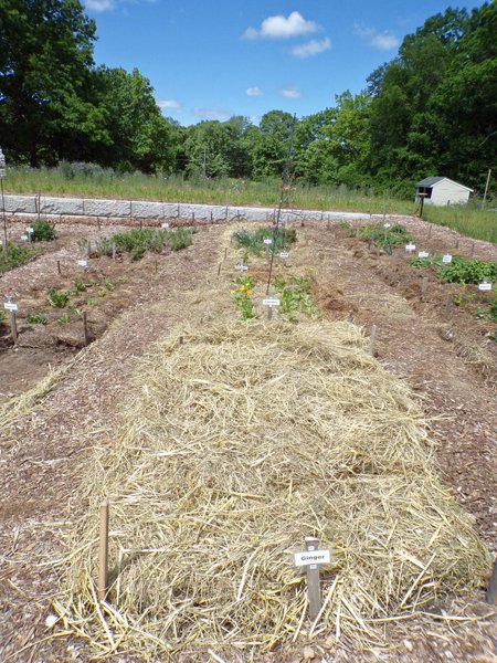 New Herb  Row 6, mulched crop May 2020.jpg