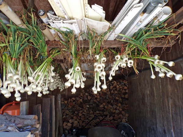 Garlic overflow hung up crop July 2020.jpg