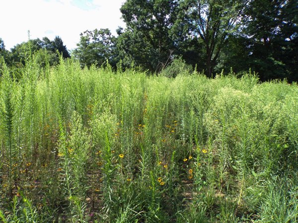 Wildflowers  goldenrod1 crop July 2020.jpg