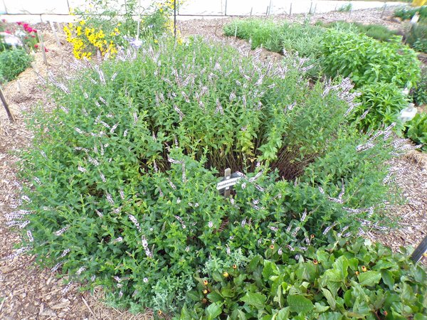 New Herb  Row 4, peppermint crop July 2020.jpg