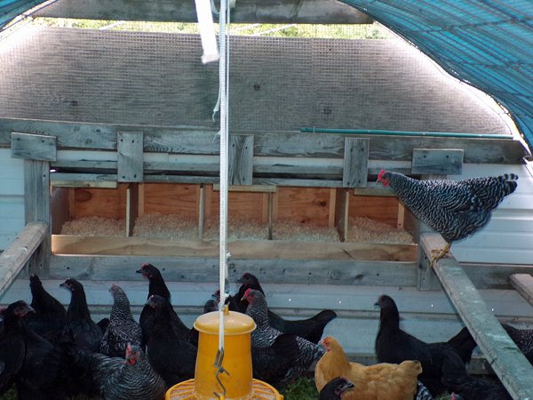 New nestboxes2 crop Sept. 2020.jpg