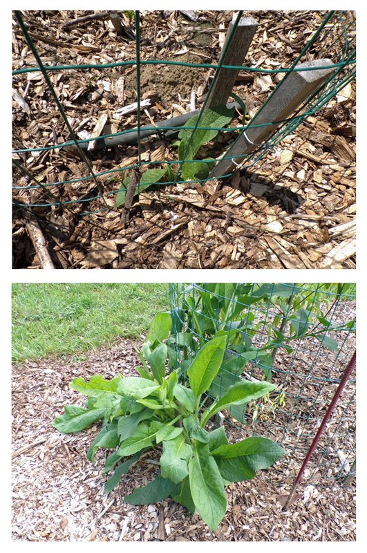 Contender peach's comfrey comp crop.jpg