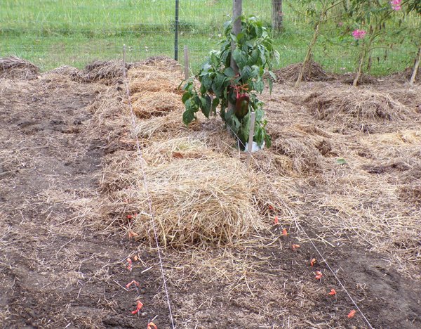 Big garden  mulching garlic crop Oct. 2020.jpg