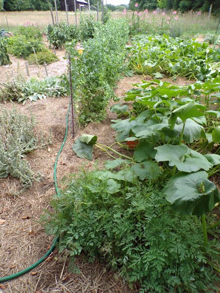 Big garden  August update3 crop 2020.jpg