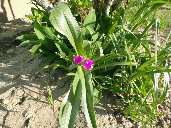 Azalea  spiderwort crop May 2020.jpg