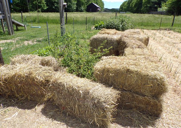 Big garden  more mulch crop May 2020.jpg