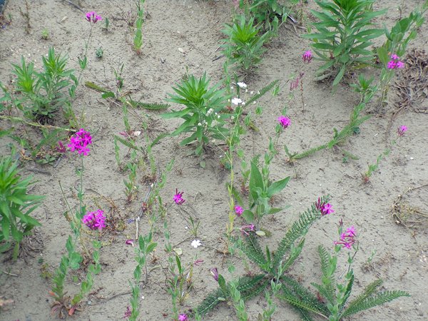 Wildflowers  2 new ones1 crop June 2020.jpg