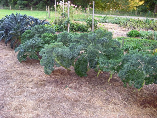 Big garden  kale cleaned out crop Sept. 2020.jpg