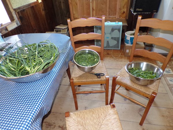 Garlic scapes  prepping crop June 2020.jpg