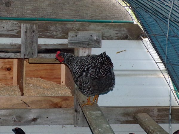 Pullets  best Barred1 checking out nestboxes crop Sept. 2020.jpg