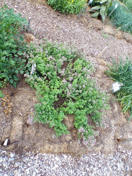 New Herb  Row 7, oregano crop July 2020.jpg