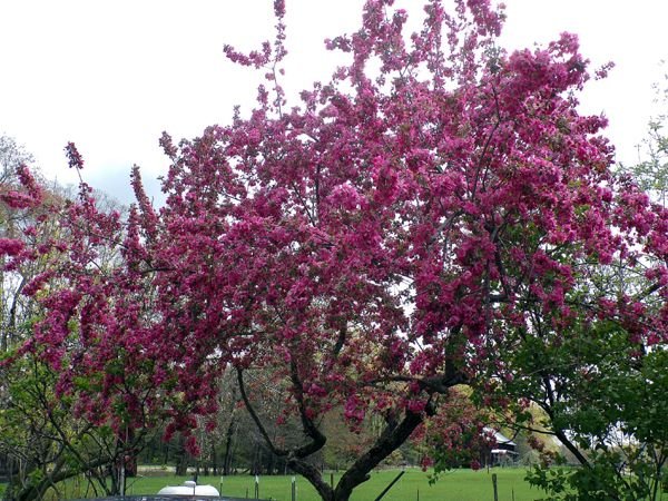 Crabapple - full bloom crop May 2023.jpg