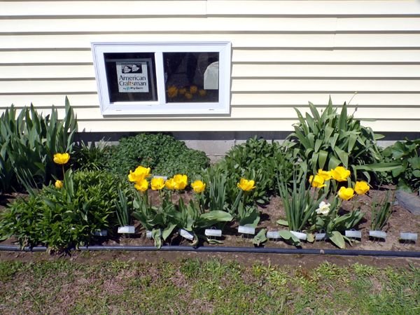 New South - yellow tulips crop April 2024.jpg