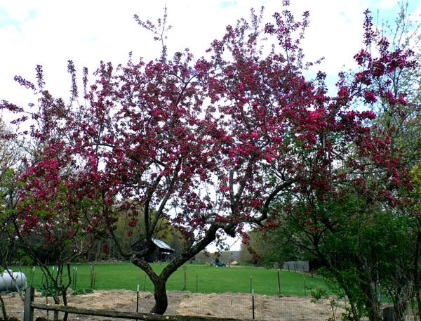 Crabapple blooming crop April 2023.jpg