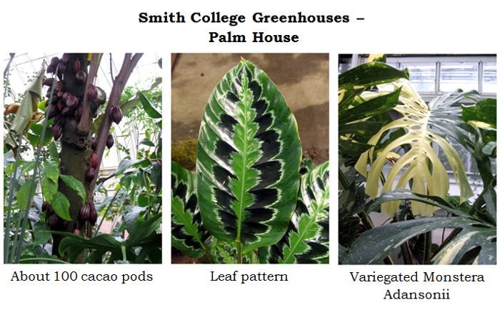 Smith greenhouses - palm house collage1 text crop Jan 2025.jpg