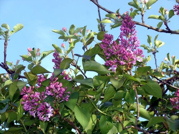 East lilacs - just opening crop May 2024.jpg