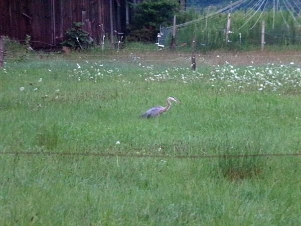 Blue heron in middle pasture2 crop July 2021.jpg