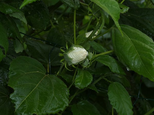 Hibiscus  - bud crop August 2022.jpg