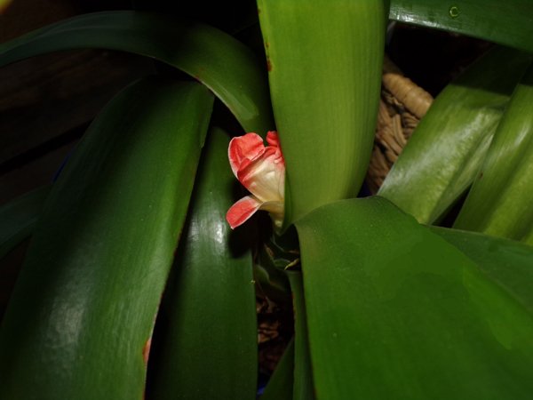 Clivia bud crop April 2023.jpg