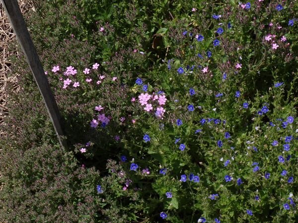 New Herb - Row 2, soapwort, creeping veronica crop May 2023.jpg