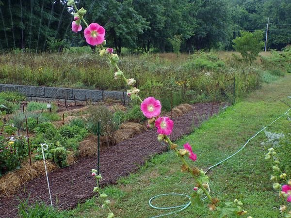 South - pink hollyhock stalk crop August 2022.jpg