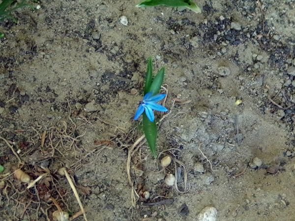 New West - Siberian squill crop March 2022.jpg