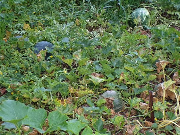 After the rain - Small garden, melons crop August 2022.jpg