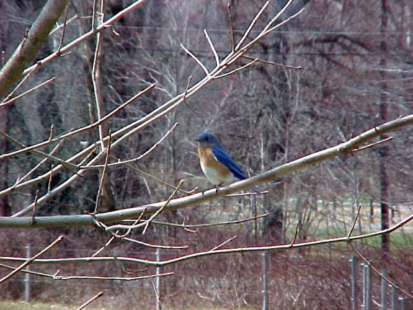 Bluebird.crop April.02.jpg