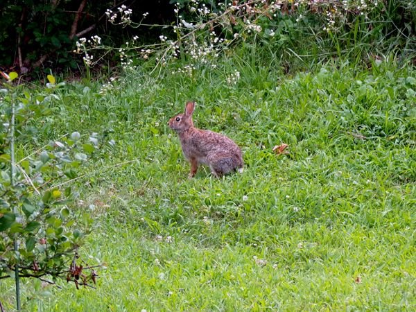 Rabbit out of New Herb crop July 2024.jpg