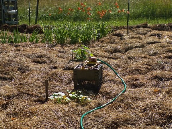 Sprinkler in Small garden crop July 2022.jpg