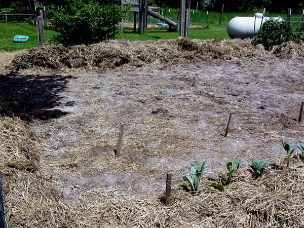 Big garden - area left to lay out crop May 2025.jpg
