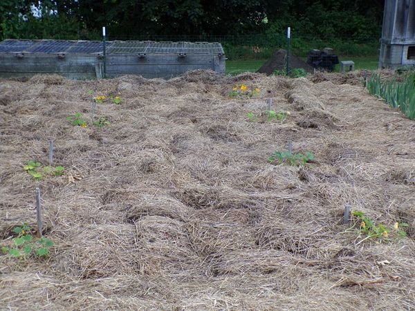 Small garden - squash flowers crop June 2022.jpg