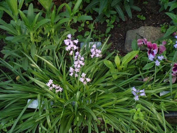 East Shed - pink wood hyacinths crop May 2022.jpg