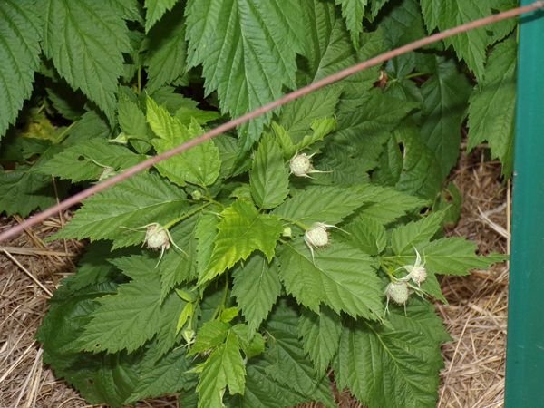 Anne raspberries crop June 2022.jpg