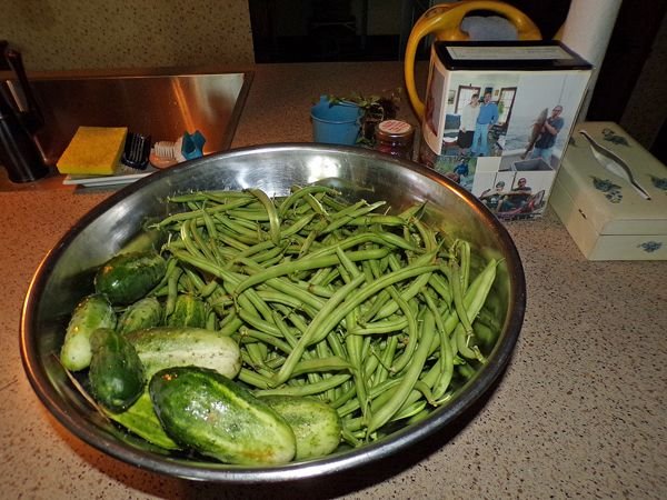 Beans and Cukes crop July 2021.jpg