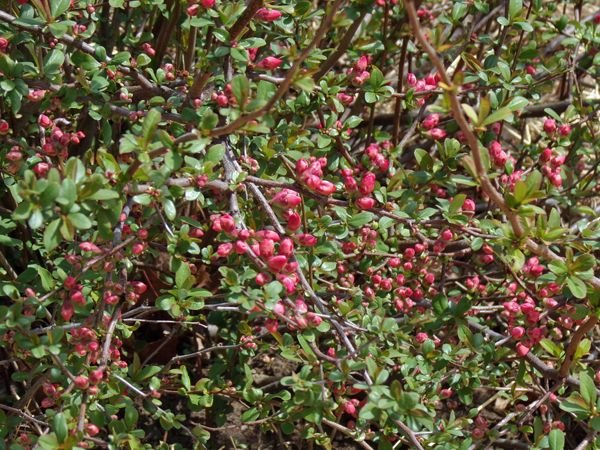 Big garden - big quince buds crop April 2022.jpg