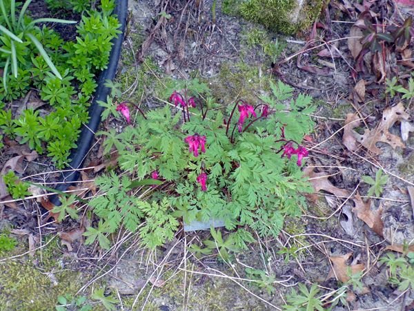 North Corner - Dutchman's breeches crop April 2024.jpg