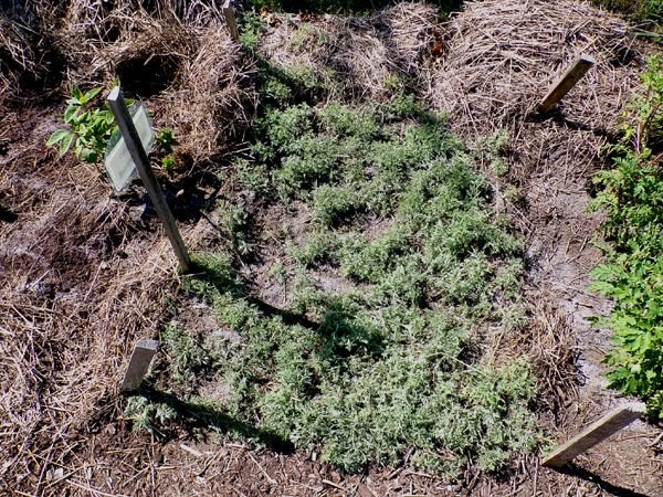 New Herb - Row 1, Roman wormwood crop May 2024.jpg
