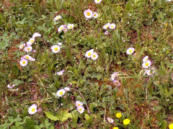 Lilacland - pink asters crop May 2024.jpg