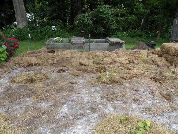 Small garden - 1st 5' of mulch down crop June 2022.jpg