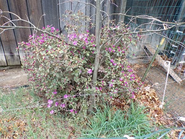 Rhododendron at barn2 crop April 2021.jpg